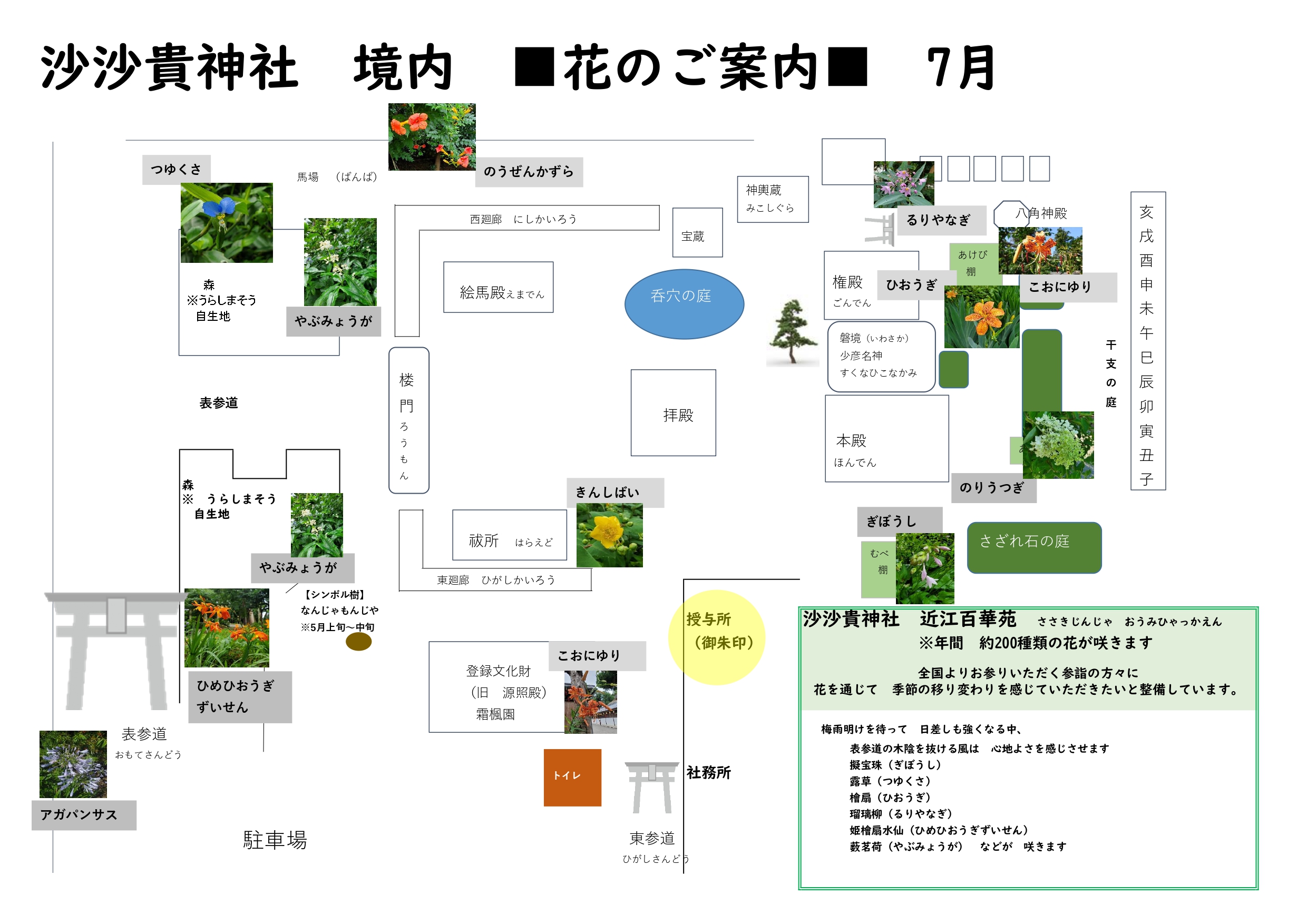 【7月】沙沙貴神社の境内に咲く花のご案内